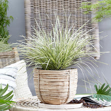 Load image into Gallery viewer, LOMANDRA WHITE SANDS 1.9L
