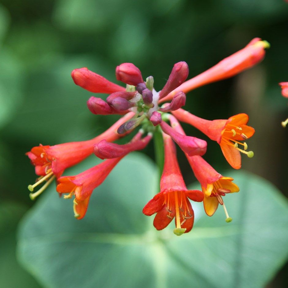 LONICERA DROPMORE SCARLETT 3.5L