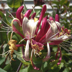 LONICERA WINCHESTER