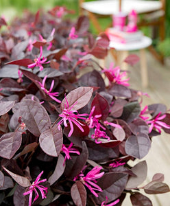 LOROPETALUM FIREDANCE 3.5L