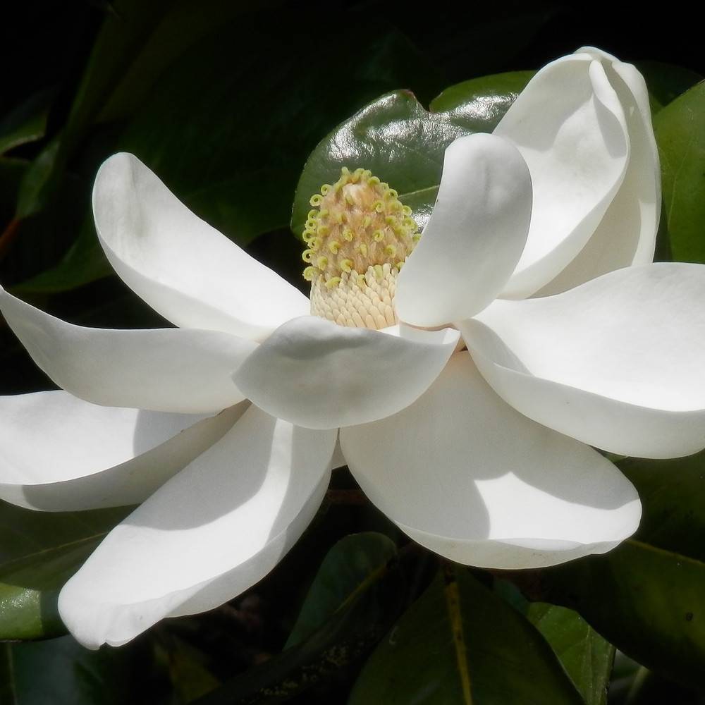 MAGNOLIA GRANDIFLORA FERRUGINEA