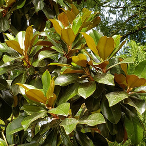 MAGNOLIA GRANDIFLORA FERRUGINEA