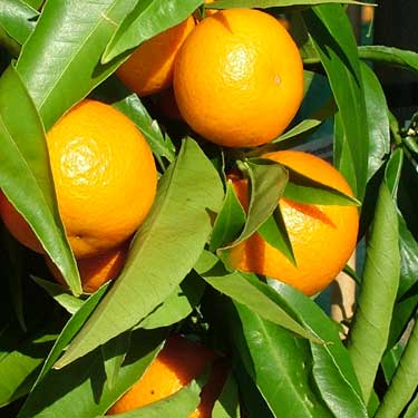 MANDARIN CLEMENTINE 4.7L