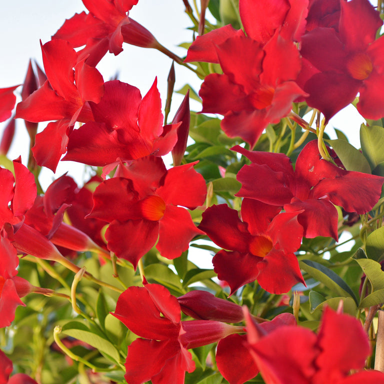 MANDEVILLA FOREVER RED 17CM