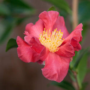 CAMELLIA SASANQUA MIDNIGHT LOVER 4.0L