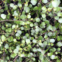 Load image into Gallery viewer, MUEHLENBECKIA COMPLEXA SCRAMBLING POHUEHUE 1.0L
