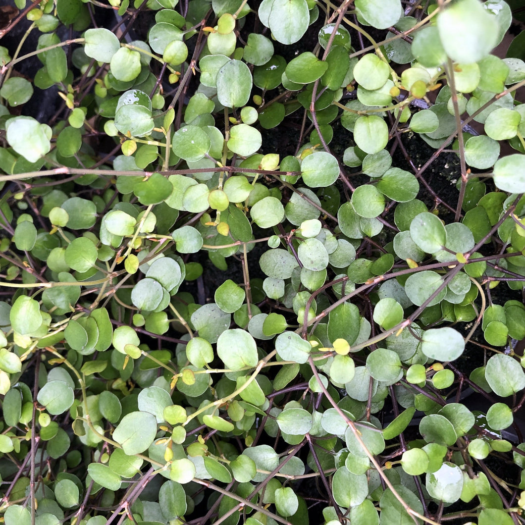 MUEHLENBECKIA COMPLEXA SCRAMBLING POHUEHUE 1.0L