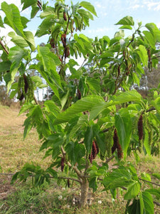 MULBERRY DWARF RED SHAHTOOT MORUS 3.3L