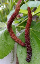 Load image into Gallery viewer, MULBERRY DWARF RED SHAHTOOT MORUS 3.3L
