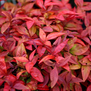 NANDINA BLUSH 2.4L