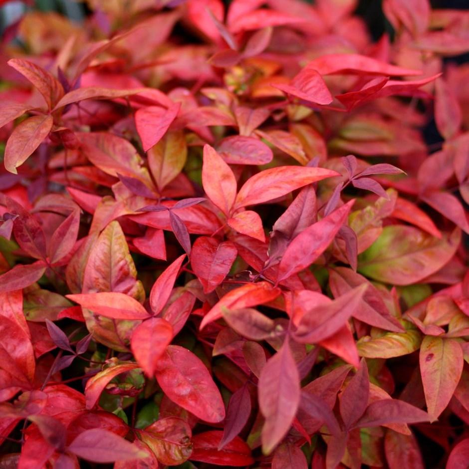 NANDINA BLUSH 2.4L