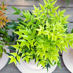 NANDINA MAGICAL LEMON & LIME 2.4L