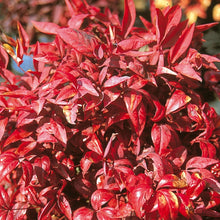 Load image into Gallery viewer, NANDINA DOMESTICA PYGMAEA 2.4L
