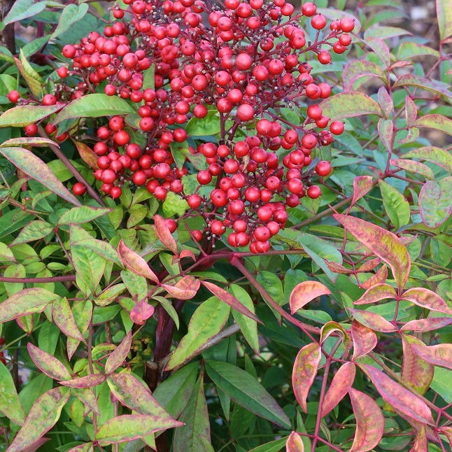 NANDINA RICHMOND