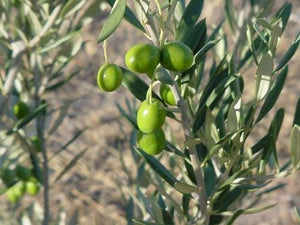 OLIVE KORONEIKI 3.3L