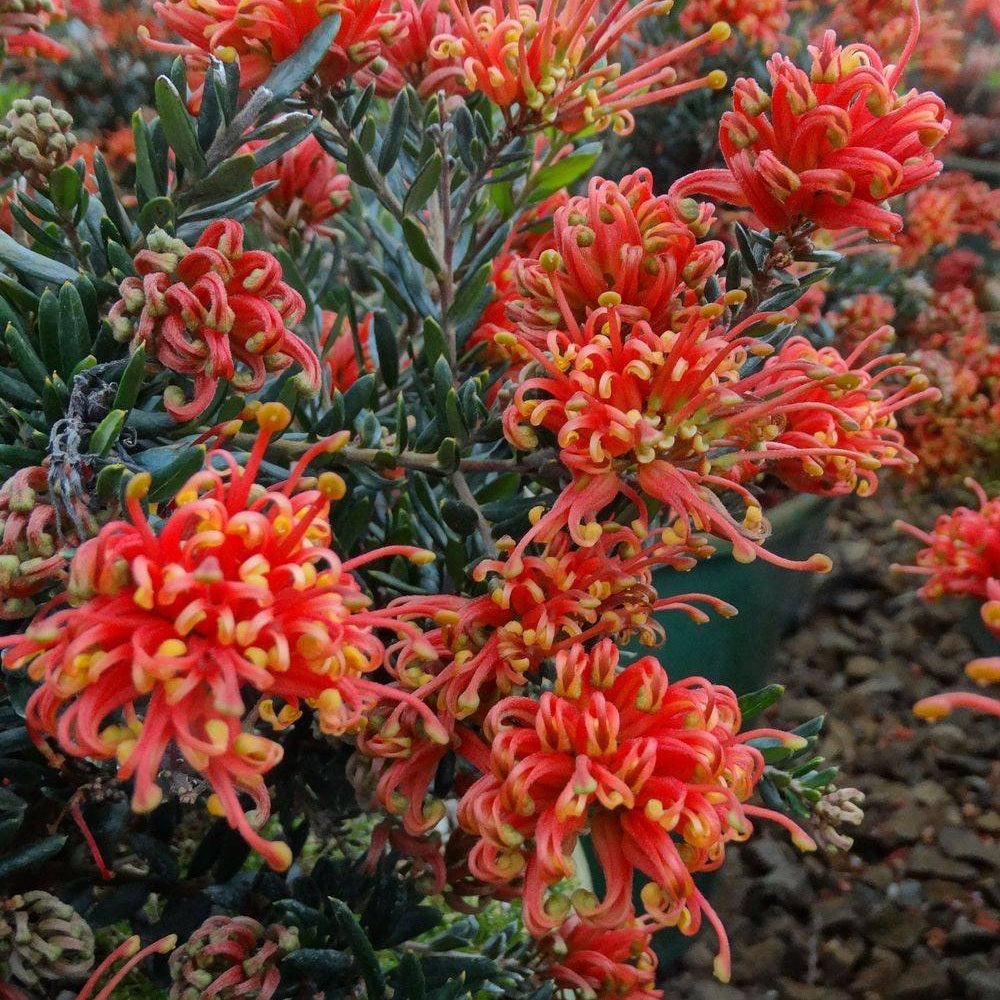 GREVILLEA KNOCKOUT 2.5L