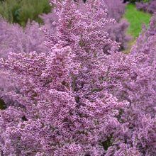 Load image into Gallery viewer, ERICA LAVENDER MIST 2.5L
