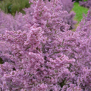 ERICA LAVENDER MIST 2.5L