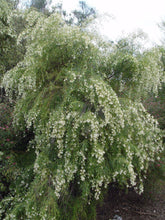 Load image into Gallery viewer, GREVILLEA GLABRATA 3.5L
