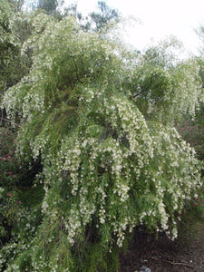 GREVILLEA GLABRATA 3.5L