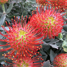 Load image into Gallery viewer, LEUCOSPERMUM AYOBA RED 1.5L
