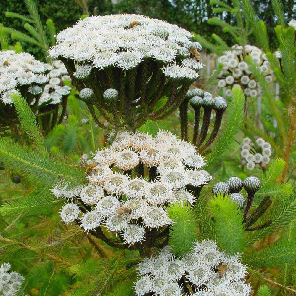 BRUNIA ALBIFLORA