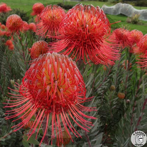 LEUCOSPERMUM BLANCHE ITO 1.5L