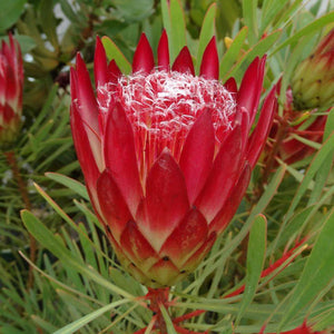 PROTEA REPENS HONEY PROTEA 2.5L