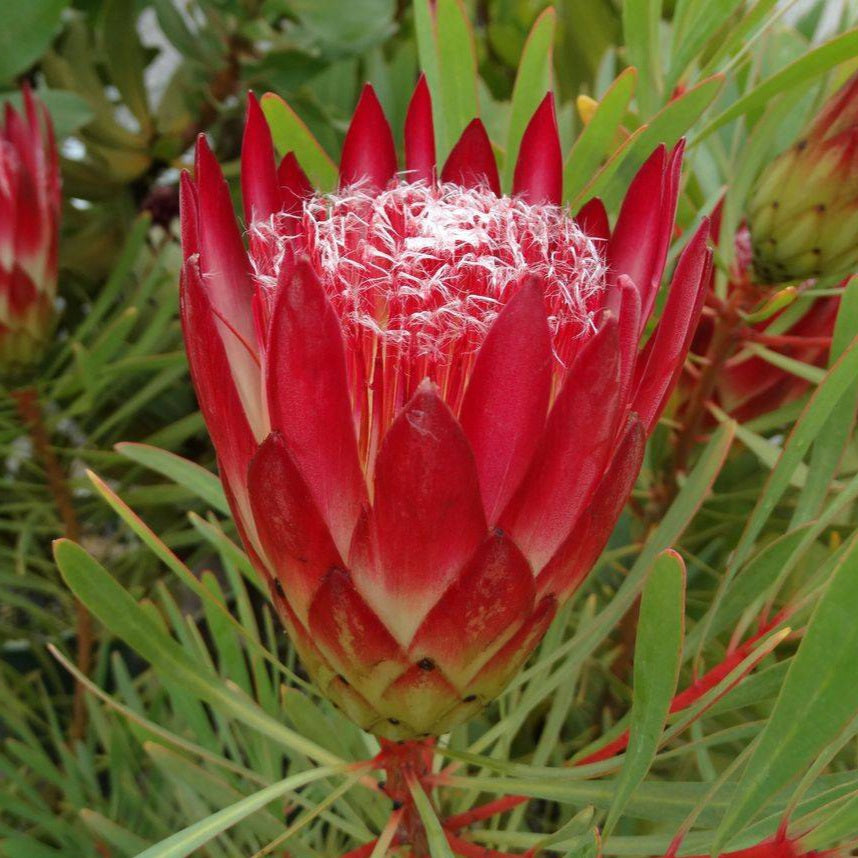 PROTEA REPENS HONEY PROTEA 2.5L