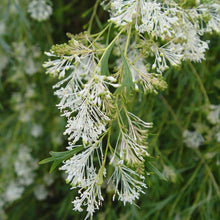 Load image into Gallery viewer, GREVILLEA GLABRATA 3.5L
