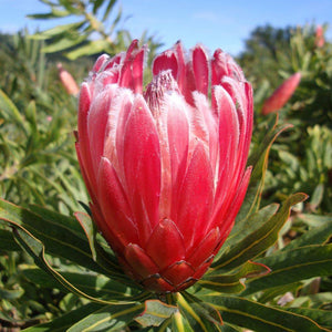 PROTEA FROSTED FIRE 3.3L