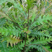 Load image into Gallery viewer, GREVILLEA BARKLYANA GULLY GREVILLEA 3.5L
