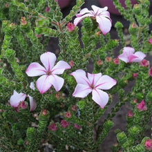 Load image into Gallery viewer, ACMADENIA PINK BUTTERFLIES 3.3L
