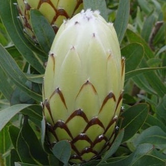 PROTEA ALMOND FROST 3.3L