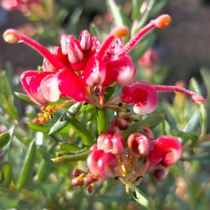 GREVILLEA HOT SHOTS 2.5L