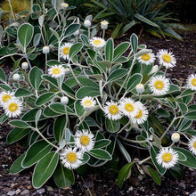 Load image into Gallery viewer, PACHYSTEGIA INSIGNIS MARLBOROUGH ROCK DAISY 1.9L
