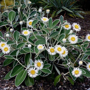 PACHYSTEGIA INSIGNIS MARLBOROUGH ROCK DAISY 1.9L