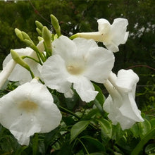 Load image into Gallery viewer, PANDOREA JASMINOIDES LADY DI 3.5L
