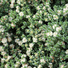 Load image into Gallery viewer, PIMELEA PROSTRATA PINATORO 2.4L
