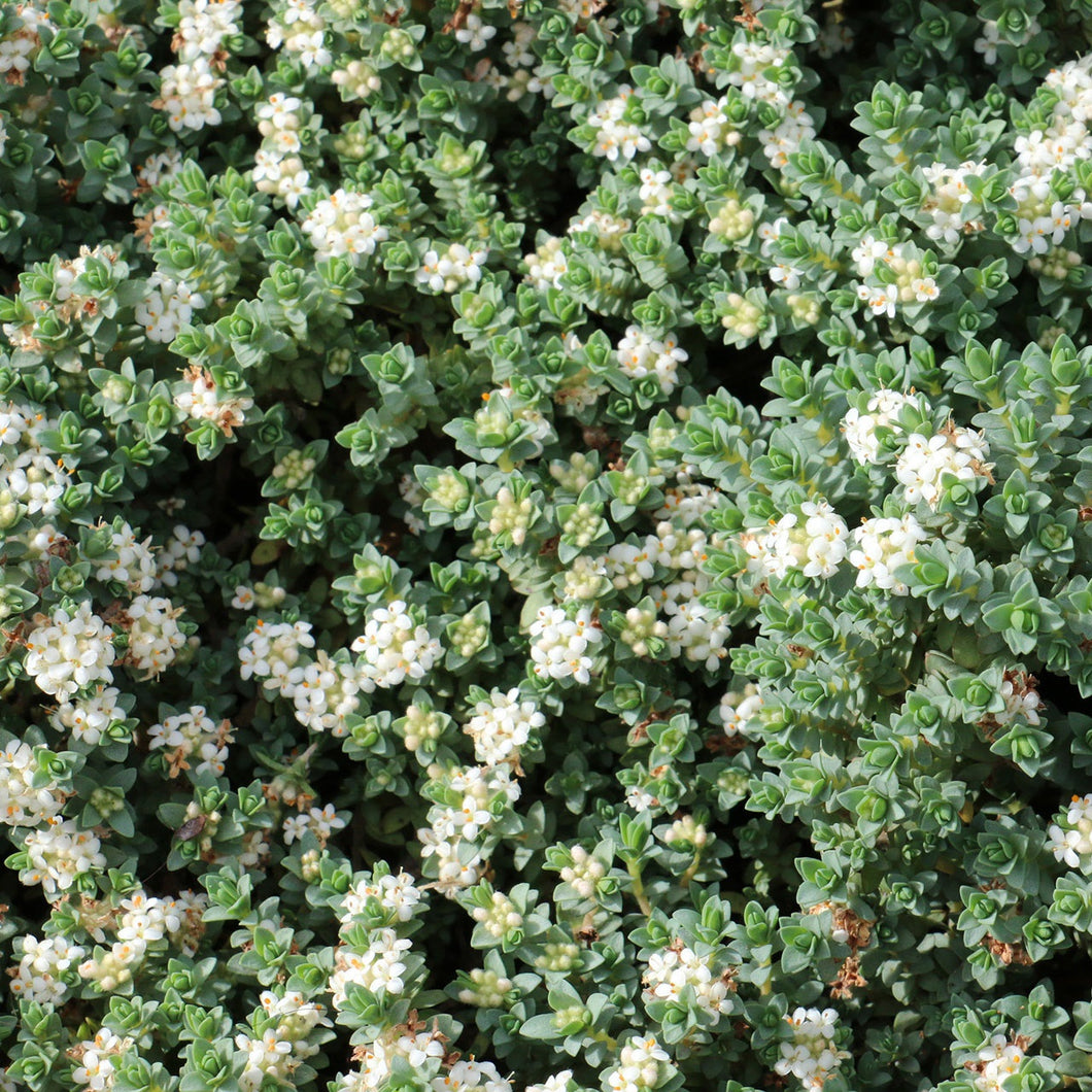 PIMELEA PROSTRATA PINATORO 2.4L