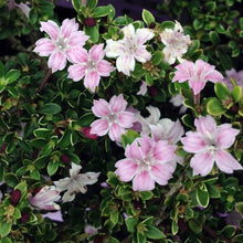 Load image into Gallery viewer, SERISSA JAPONICA PINK MYSTIQUE 2.0L
