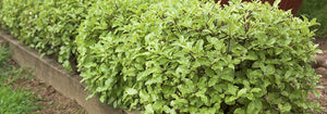 PITTOSPORUM SHRUB HUMPTY DUMPTY 2.5L