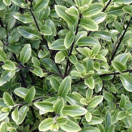 PITTOSPORUM TENUIFOLIUM MOUNTAIN JADE 25.0L