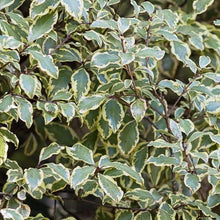 Load image into Gallery viewer, PITTOSPORUM TENUIFOLIUM VARIEGATA 25.0L
