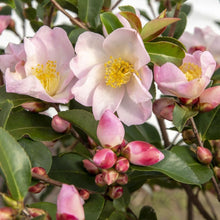 Load image into Gallery viewer, CAMELLIA HYBRID FAIRY BLUSH 14.0L
