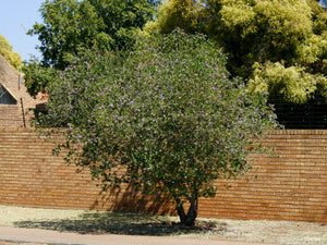 POLYGALA MYRTIFOLIA GRANDIS