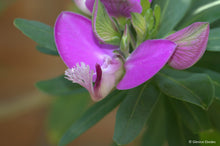 Load image into Gallery viewer, POLYGALA MYRTIFOLIA GRANDIS
