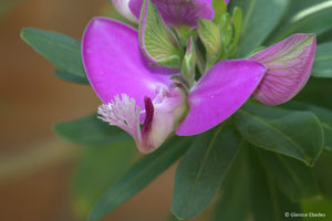 POLYGALA MYRTIFOLIA GRANDIS