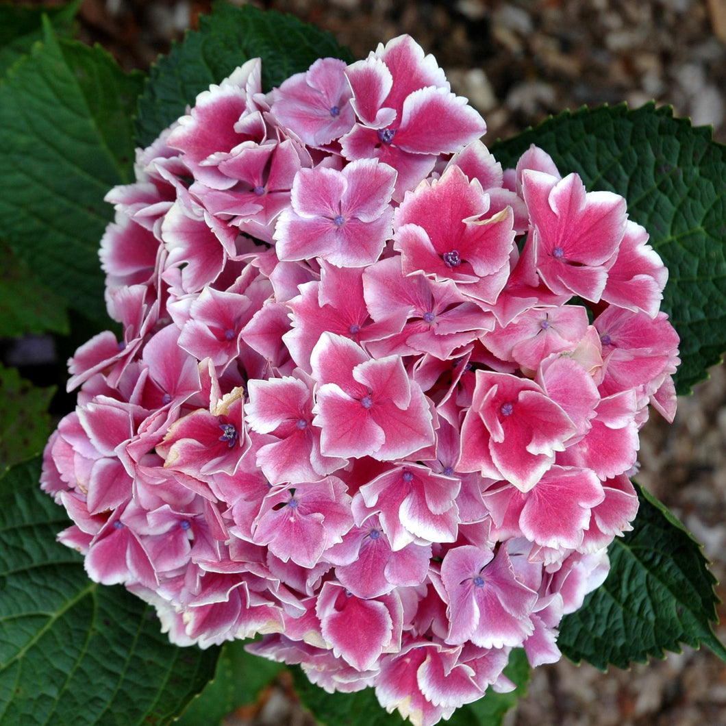 HYDRANGEA MACROPHYLLA MAI-KO MACHIKO 3.5L