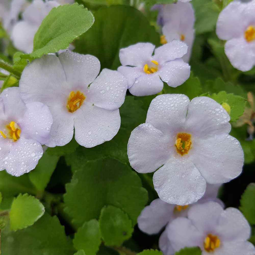 BACOPA SCOPIA GULLIVER LILAC 1.5L